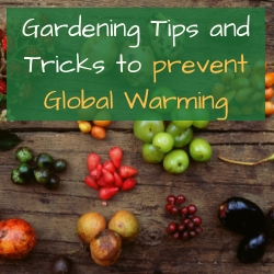 Gardening Tips and Tricks to prevent Global Warming